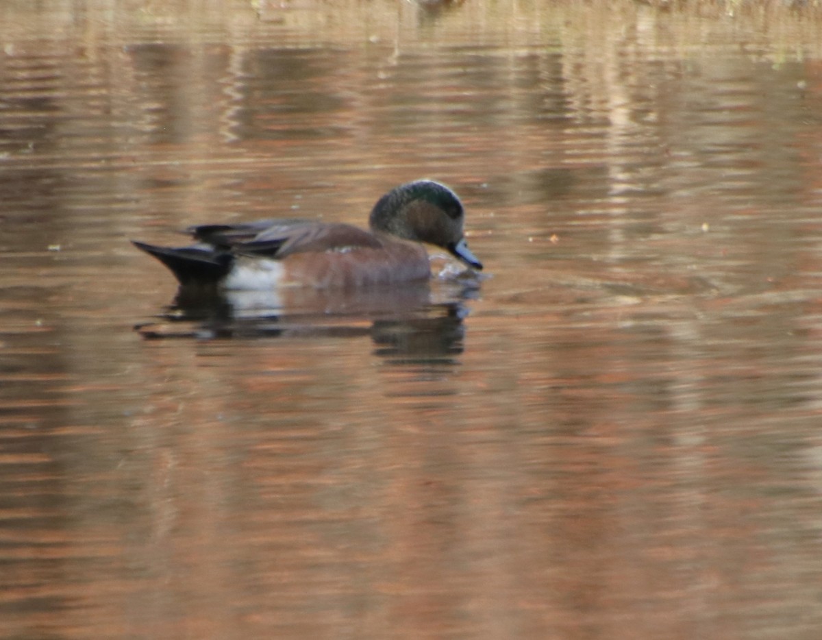 American Wigeon - ML632872629