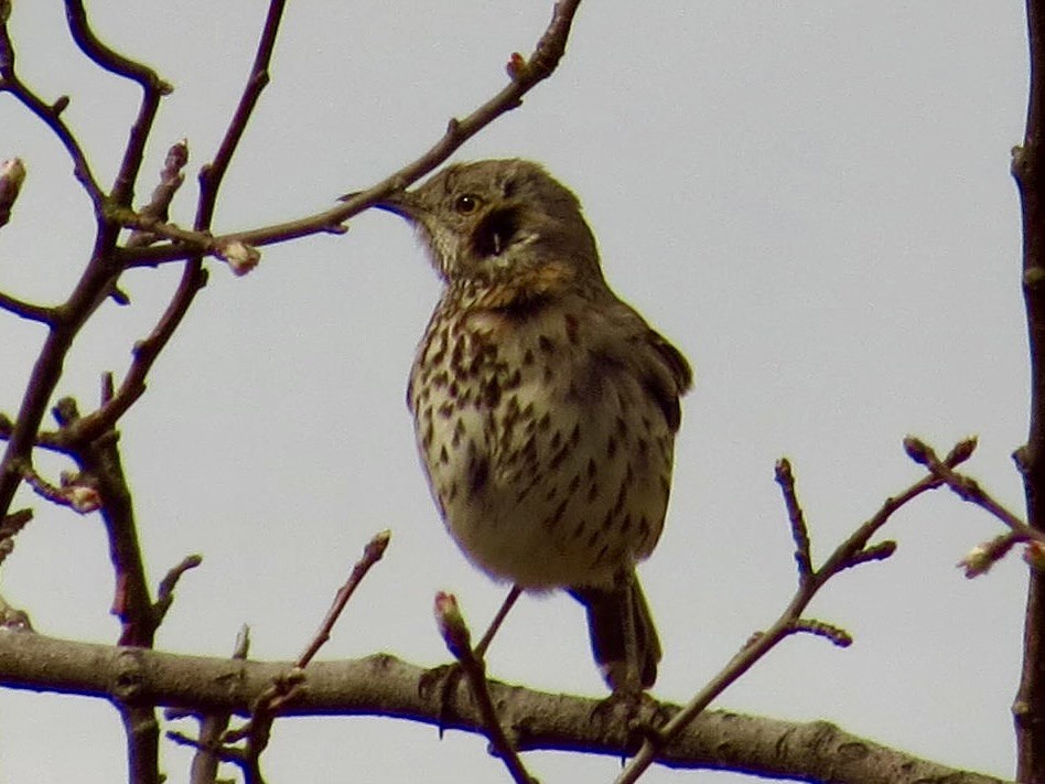 Sage Thrasher - ML632872633