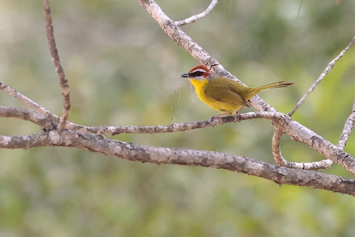 Rufous-capped Warbler (salvini) - ML632872645