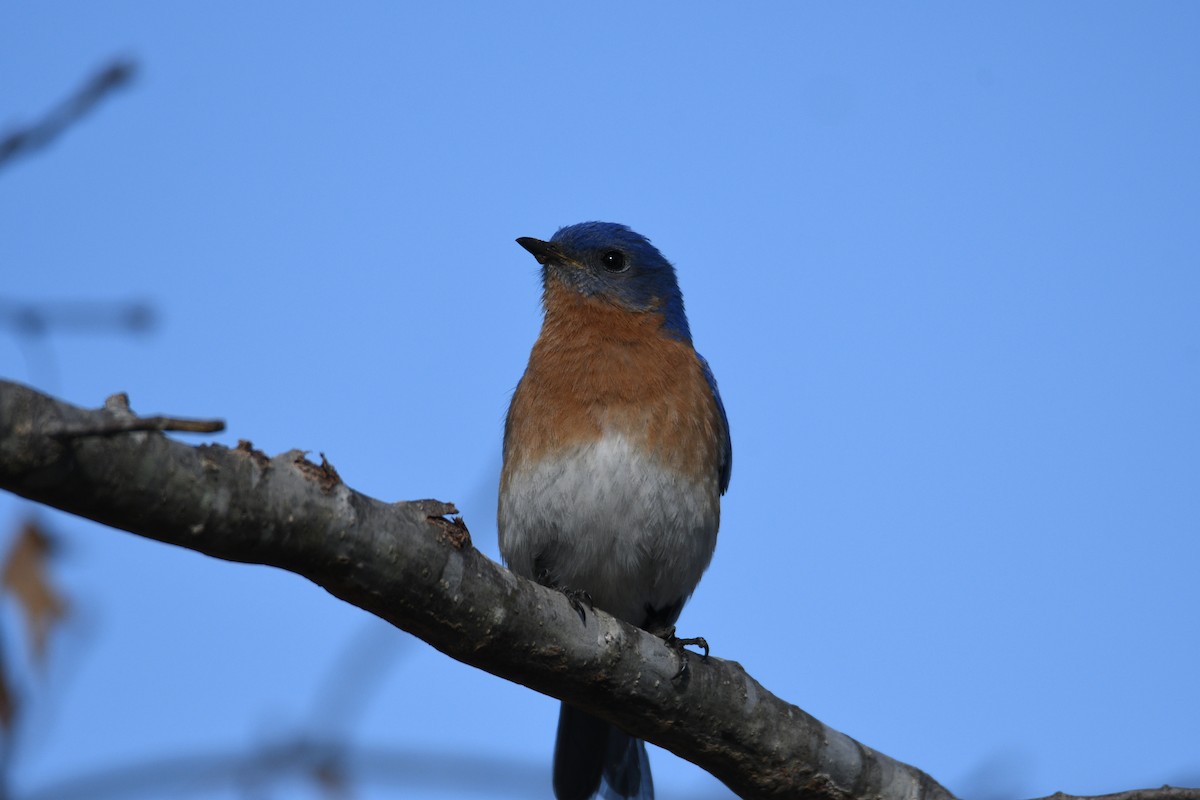 Eastern Bluebird - ML632872660