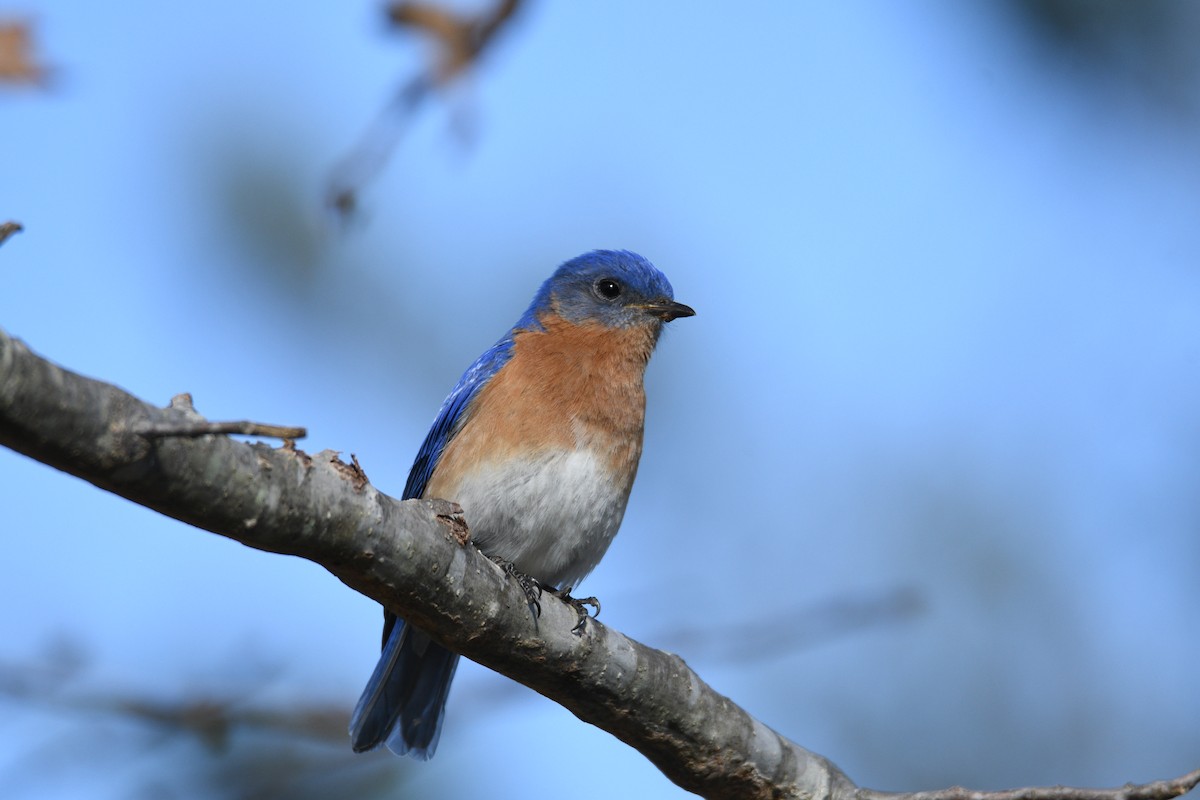 Eastern Bluebird - ML632872661