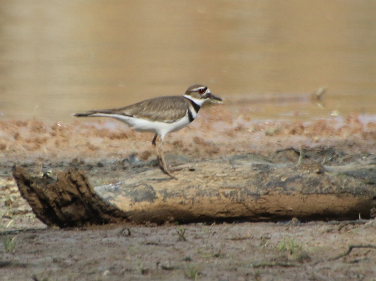 Killdeer - ML632872692