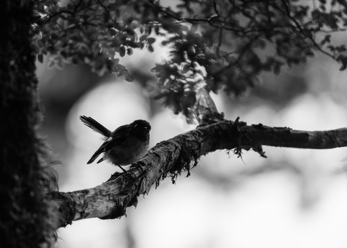 Tomtit - ML632872695