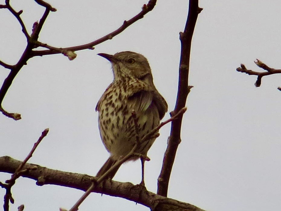 Sage Thrasher - ML632872700