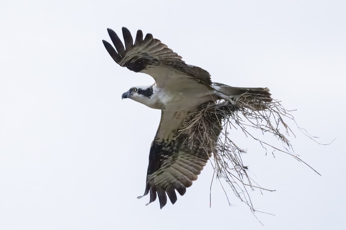 Osprey - ML632872736