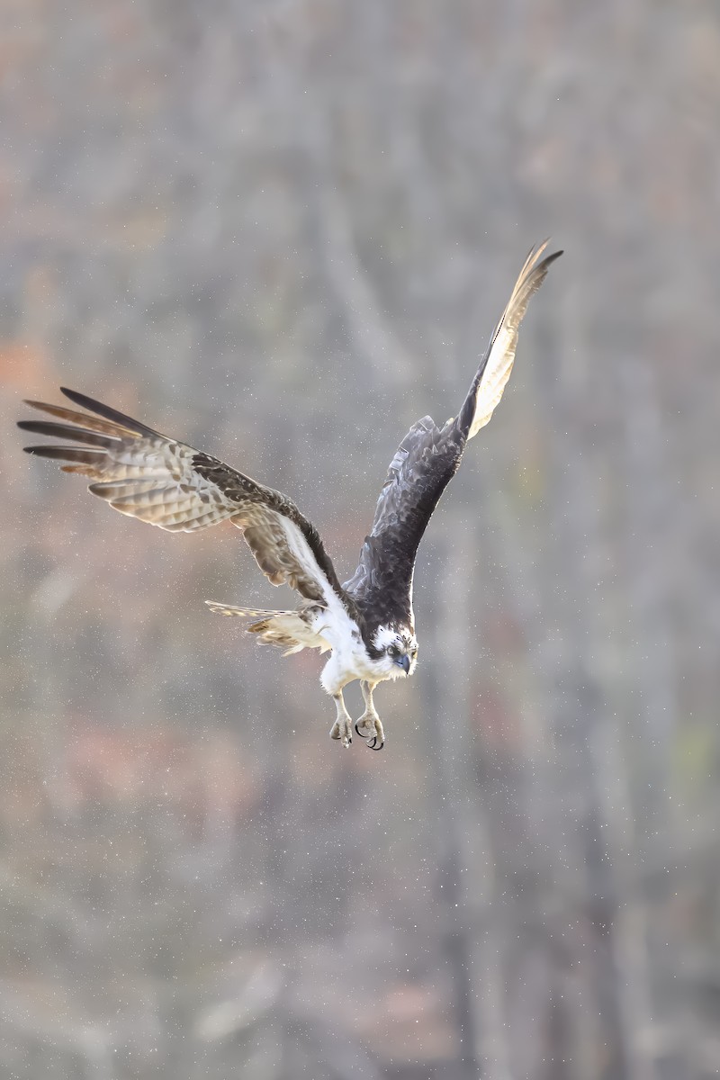 Osprey - ML632872737
