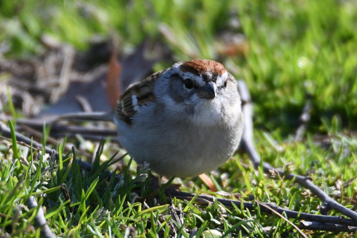 Chipping Sparrow - ML632872739