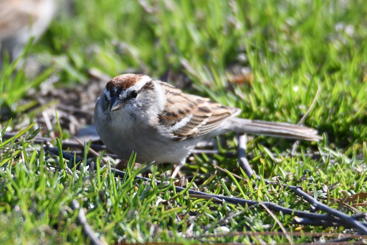 Chipping Sparrow - ML632872740