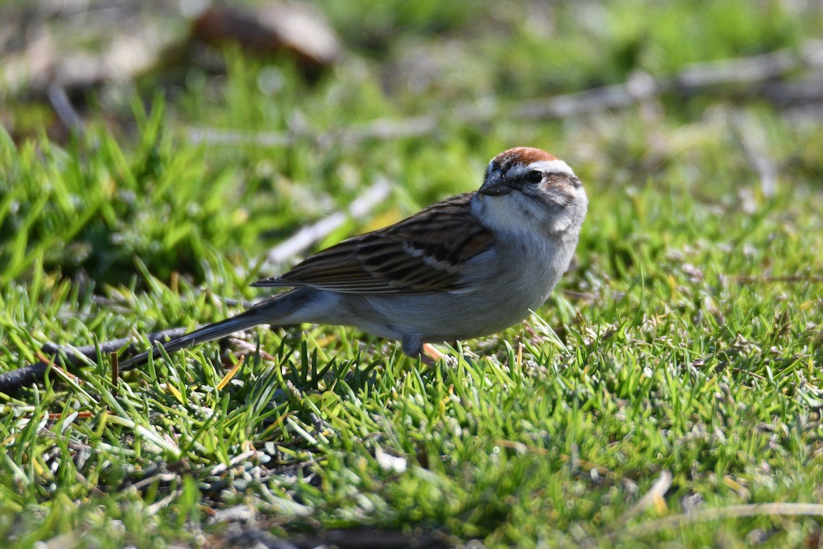 Chipping Sparrow - ML632872741