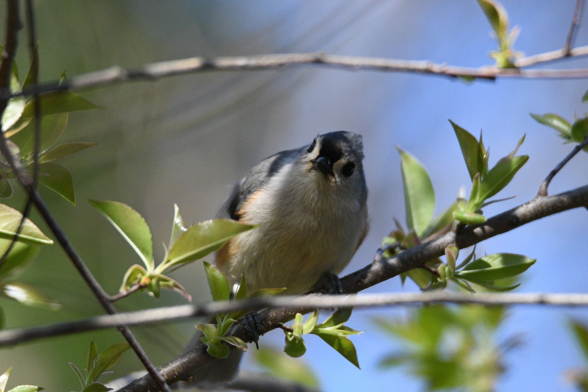 Tufted Titmouse - ML632872766