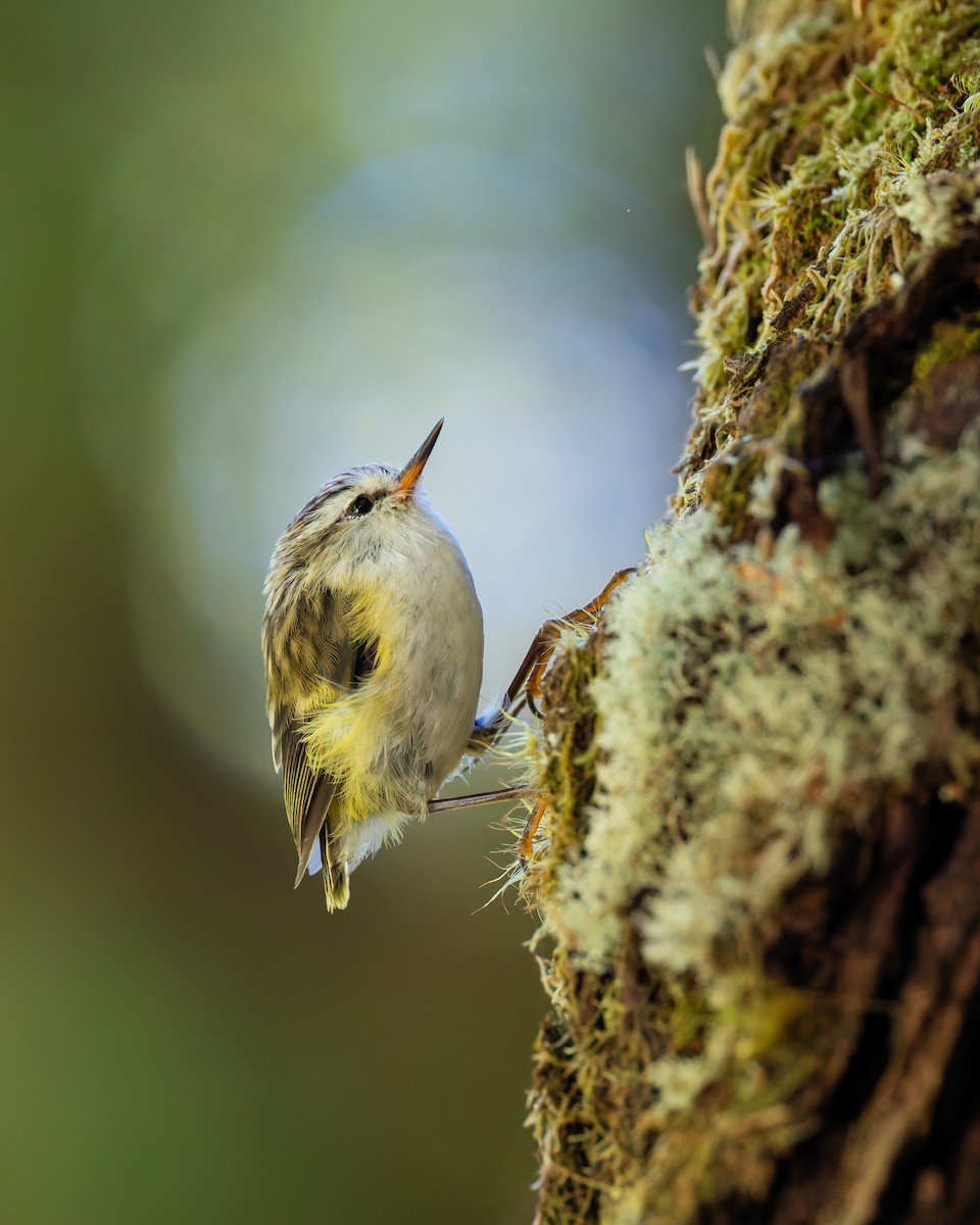 Rifleman - ML632872870