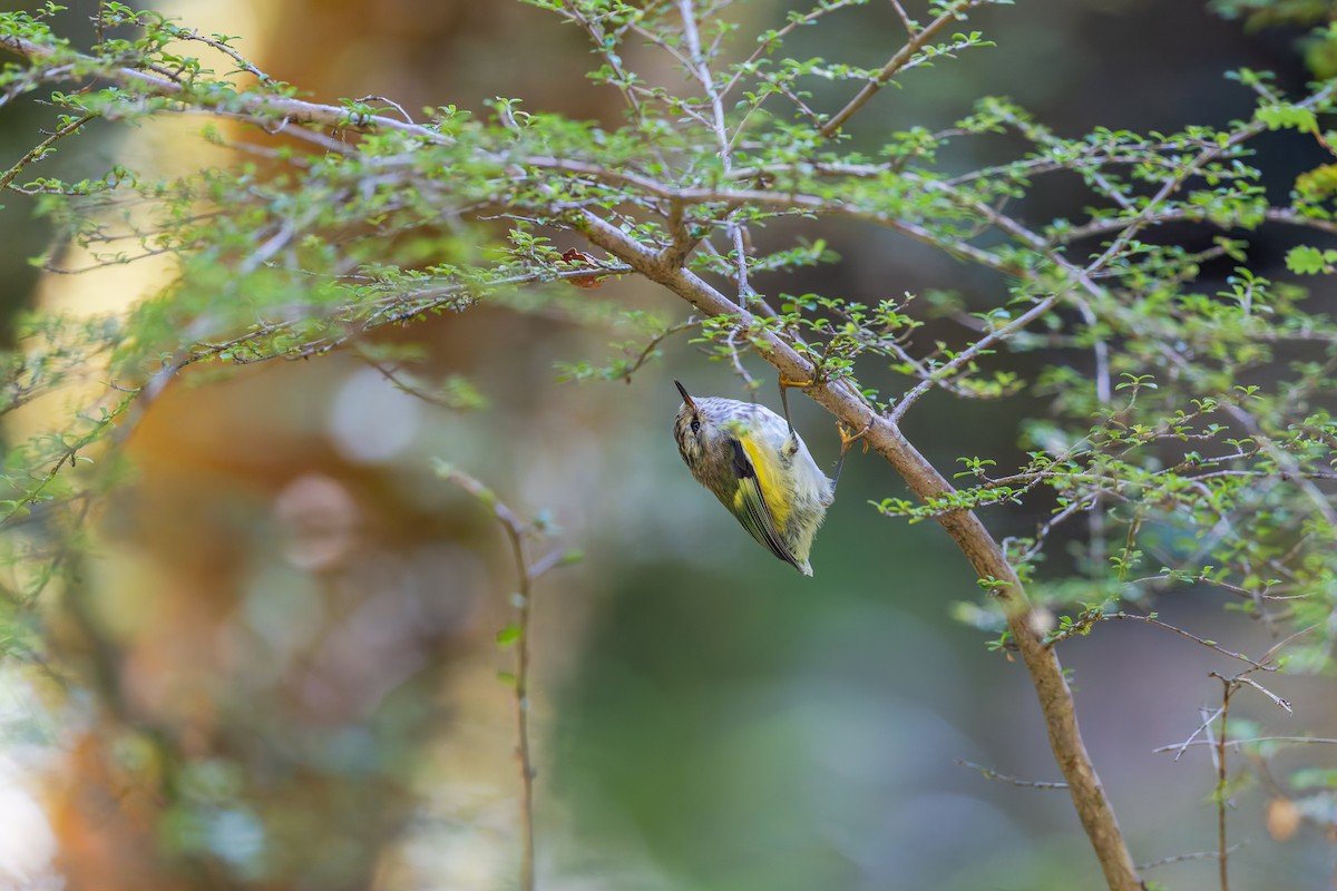 Rifleman - ML632872872