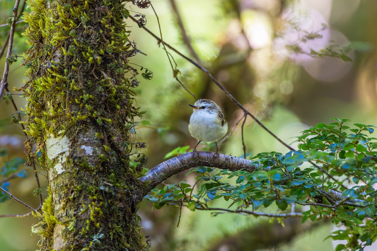 Rifleman - ML632872873