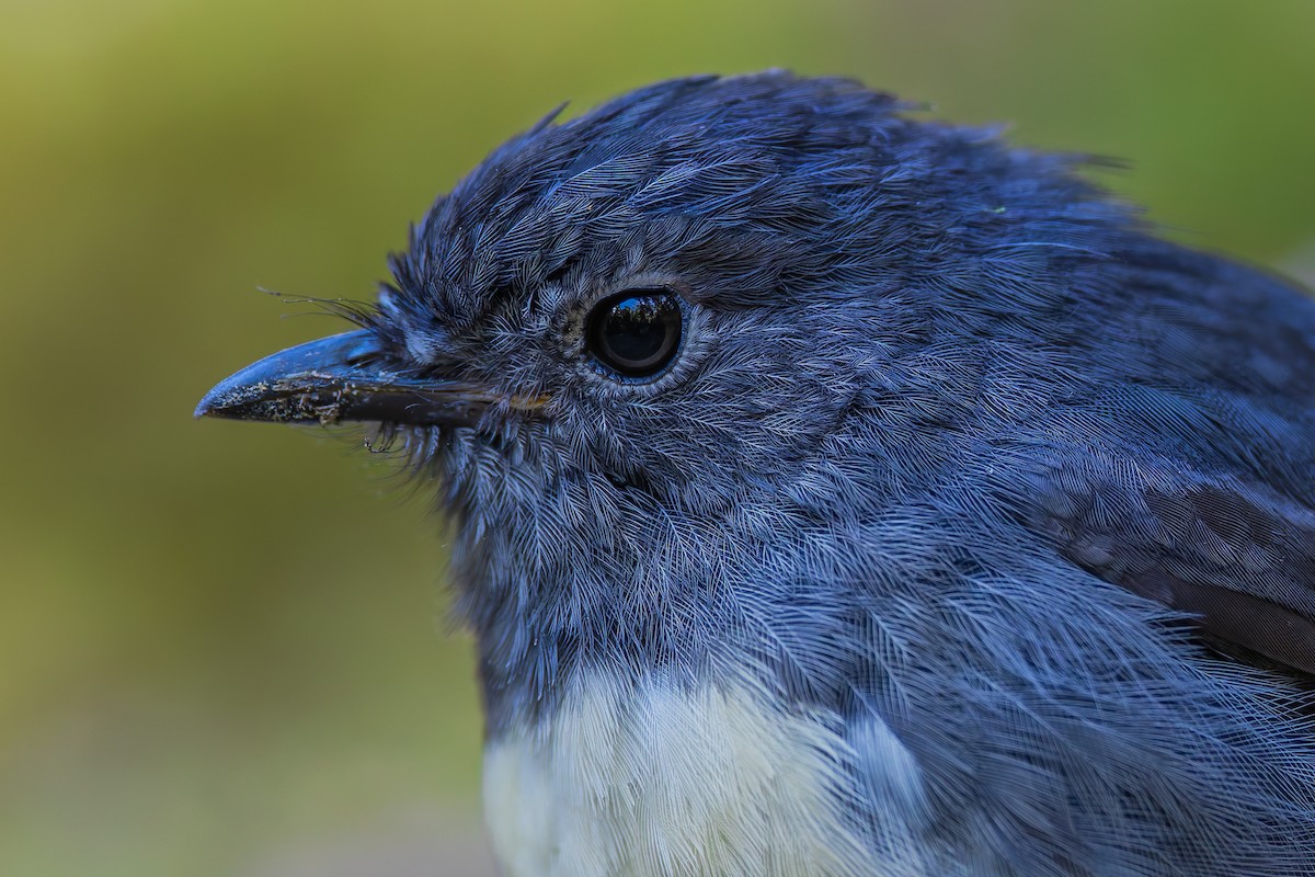 South Island Robin - ML632872919