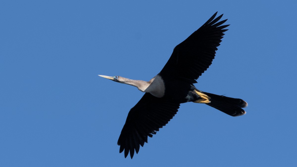anhinga americká - ML632873036