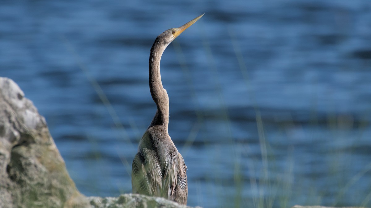 anhinga americká - ML632873037