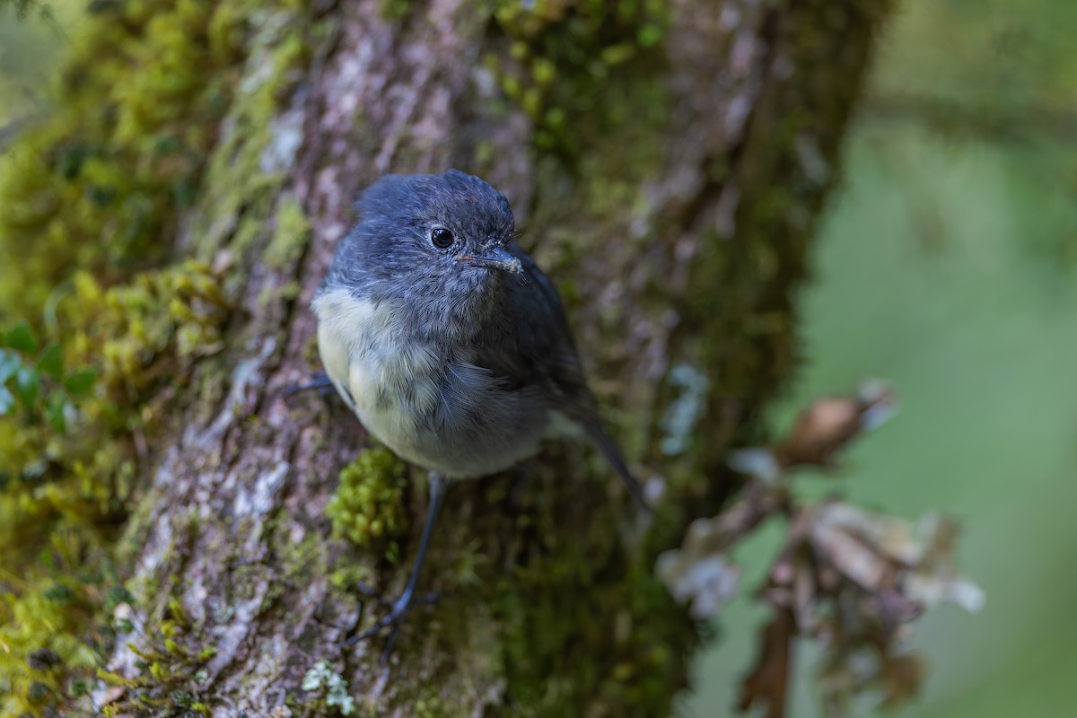 South Island Robin - ML632873059