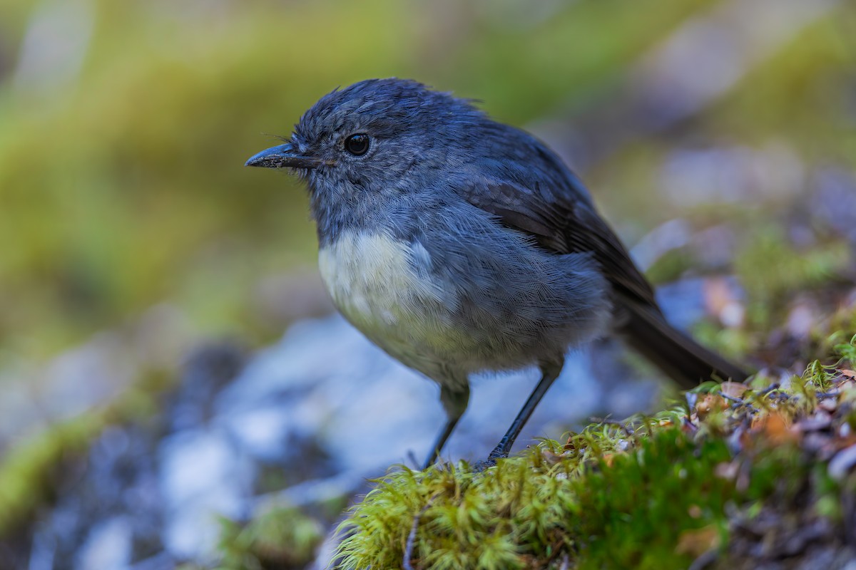 South Island Robin - ML632873061
