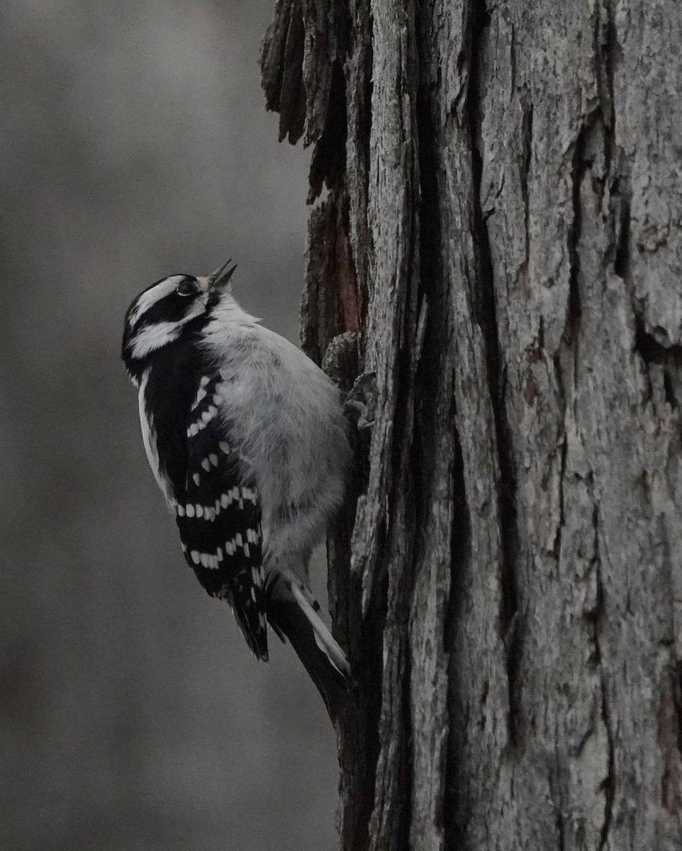 Downy Woodpecker - ML632873079
