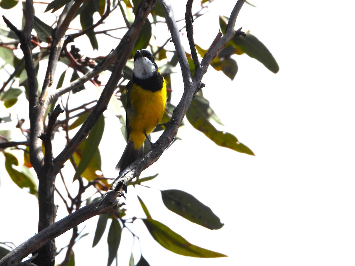 Golden Whistler - ML632873080