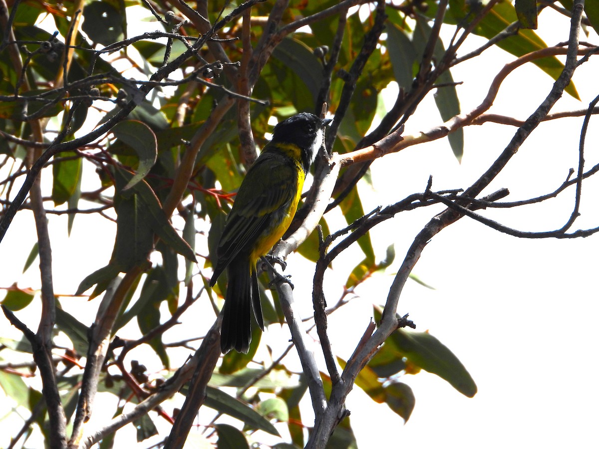 Golden Whistler - ML632873081