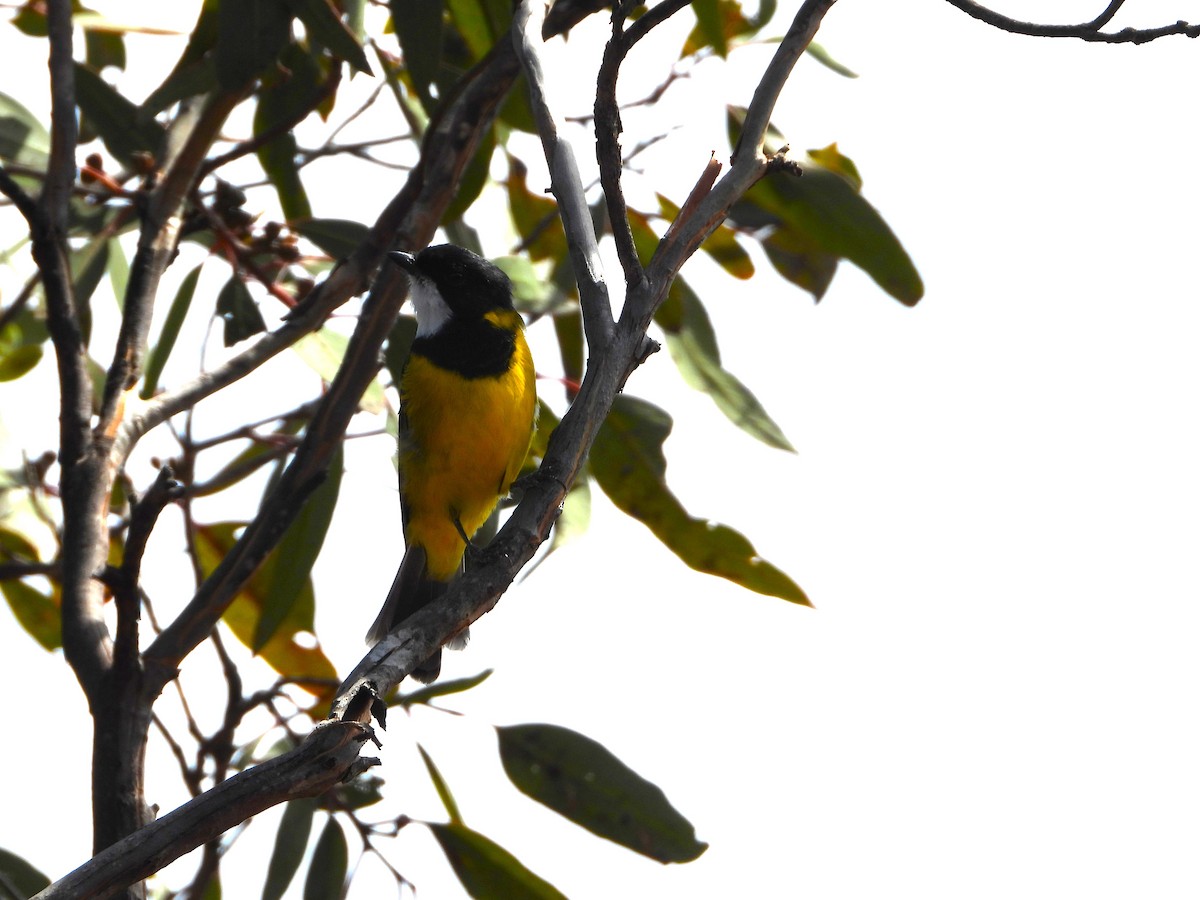 Golden Whistler - ML632873083