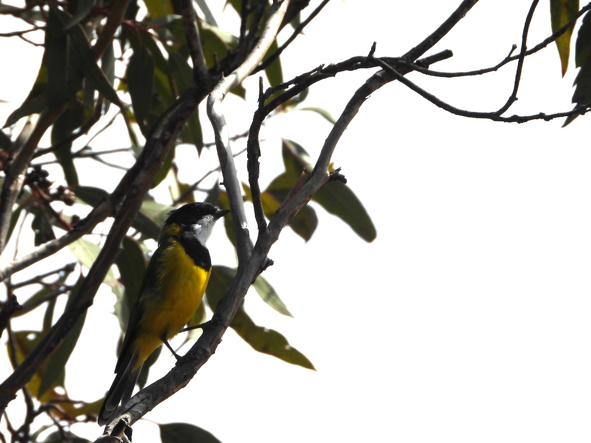Golden Whistler - ML632873084
