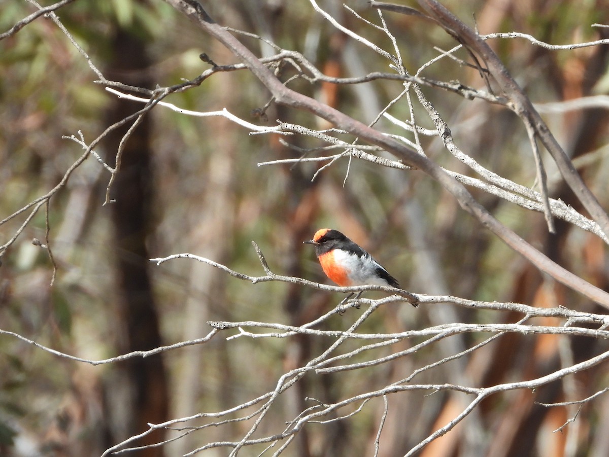Red-capped Robin - ML632873129