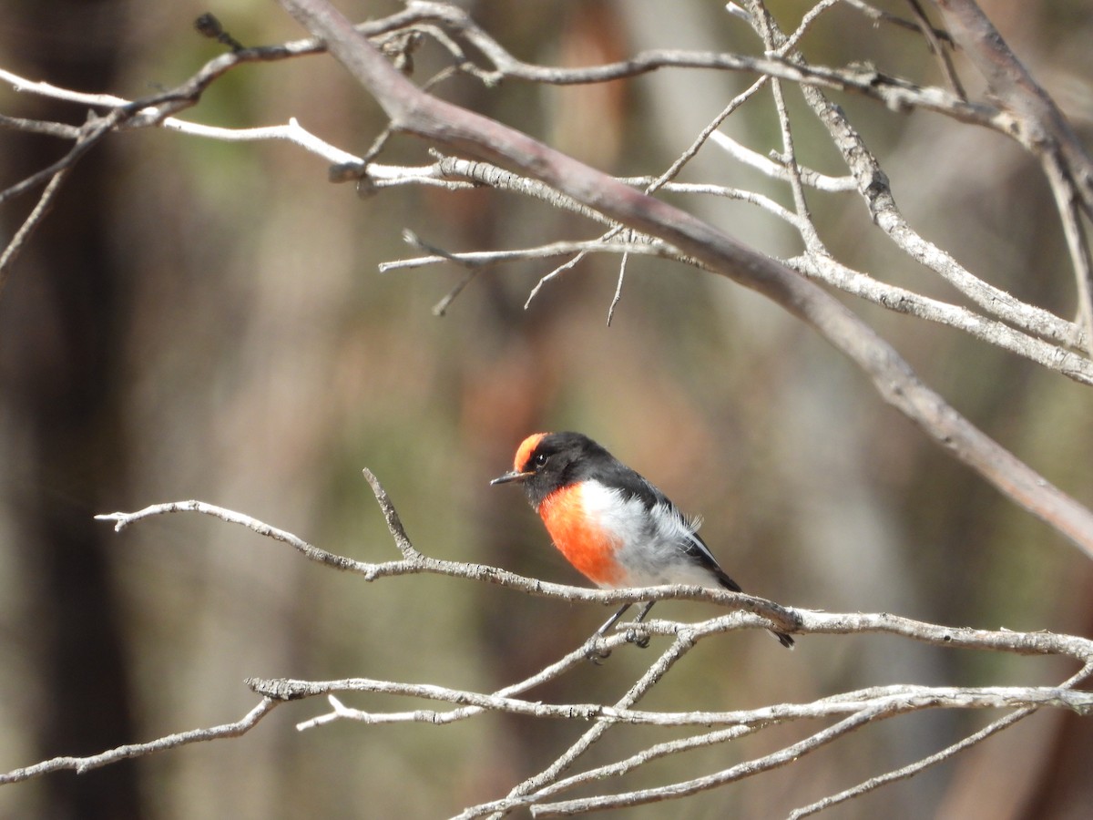 Red-capped Robin - ML632873130