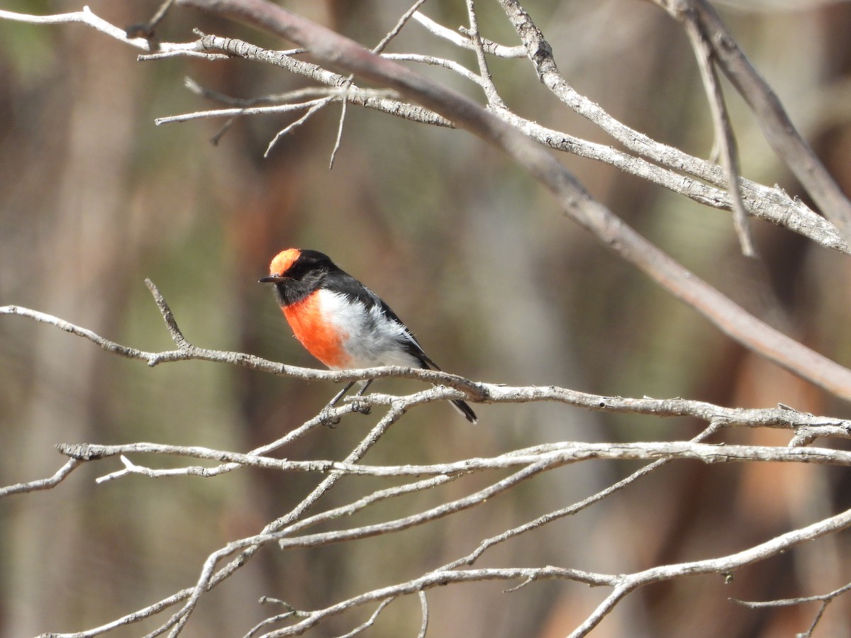 Red-capped Robin - ML632873131