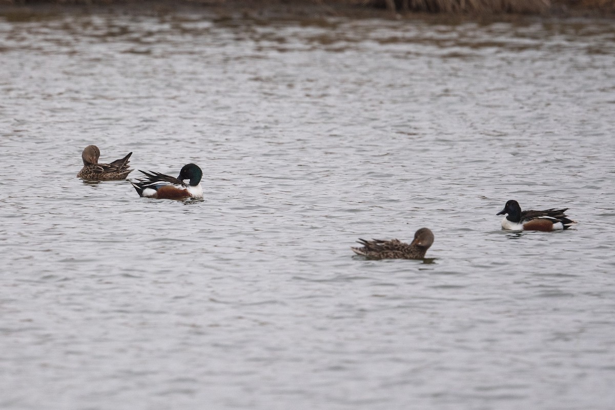 Халбага нугас - ML632873197