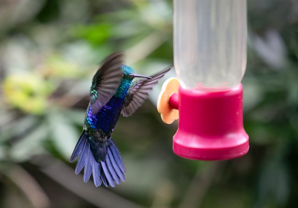 Black-throated Mango - ML632873204