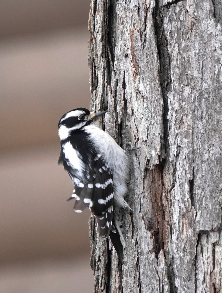 Downy Woodpecker - ML632873229