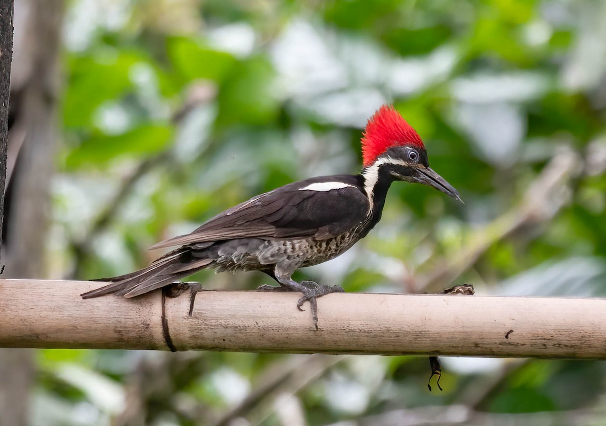 Lineated Woodpecker - ML632873250