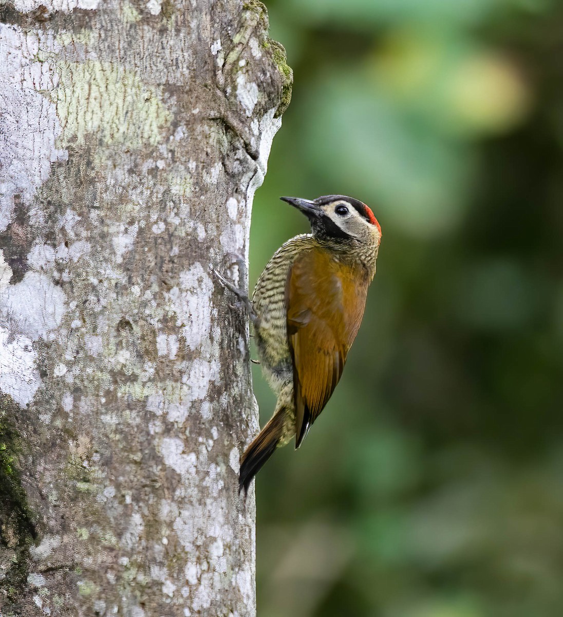 Golden-olive Woodpecker - ML632873274