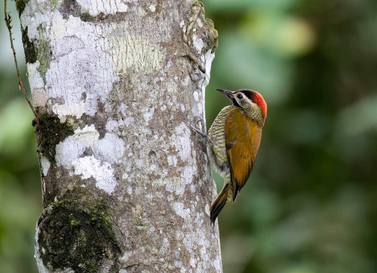 Golden-olive Woodpecker - ML632873275