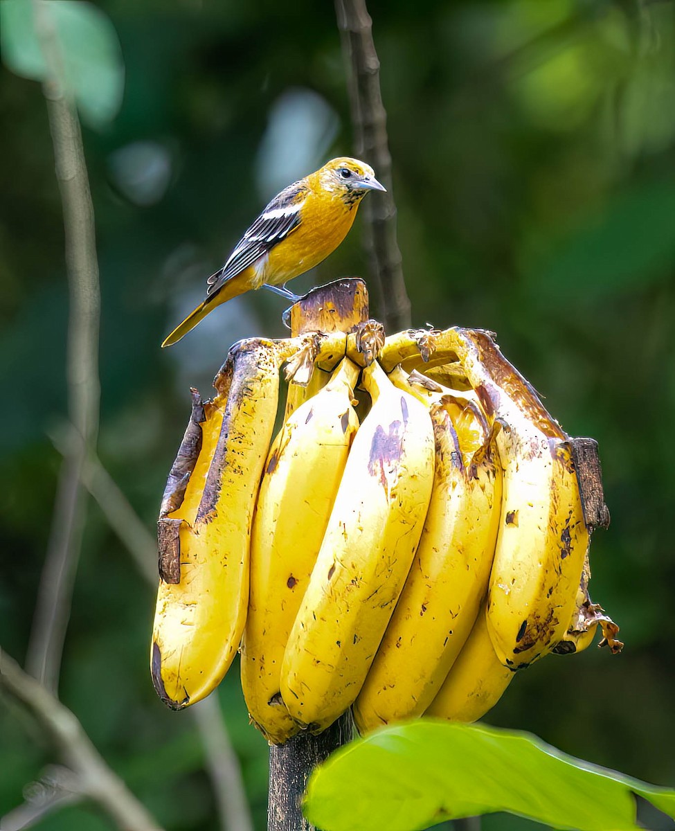 Baltimore Oriole - ML632873309