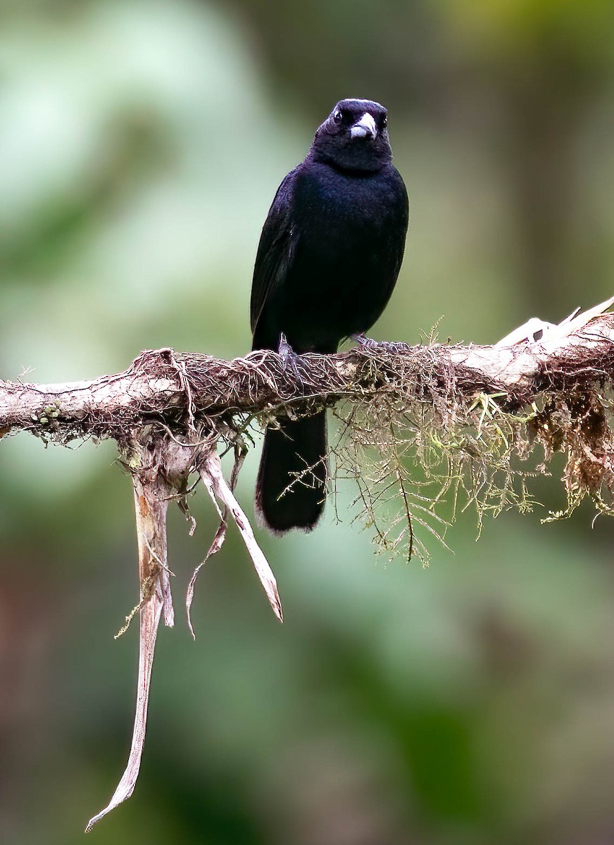 White-lined Tanager - ML632873331