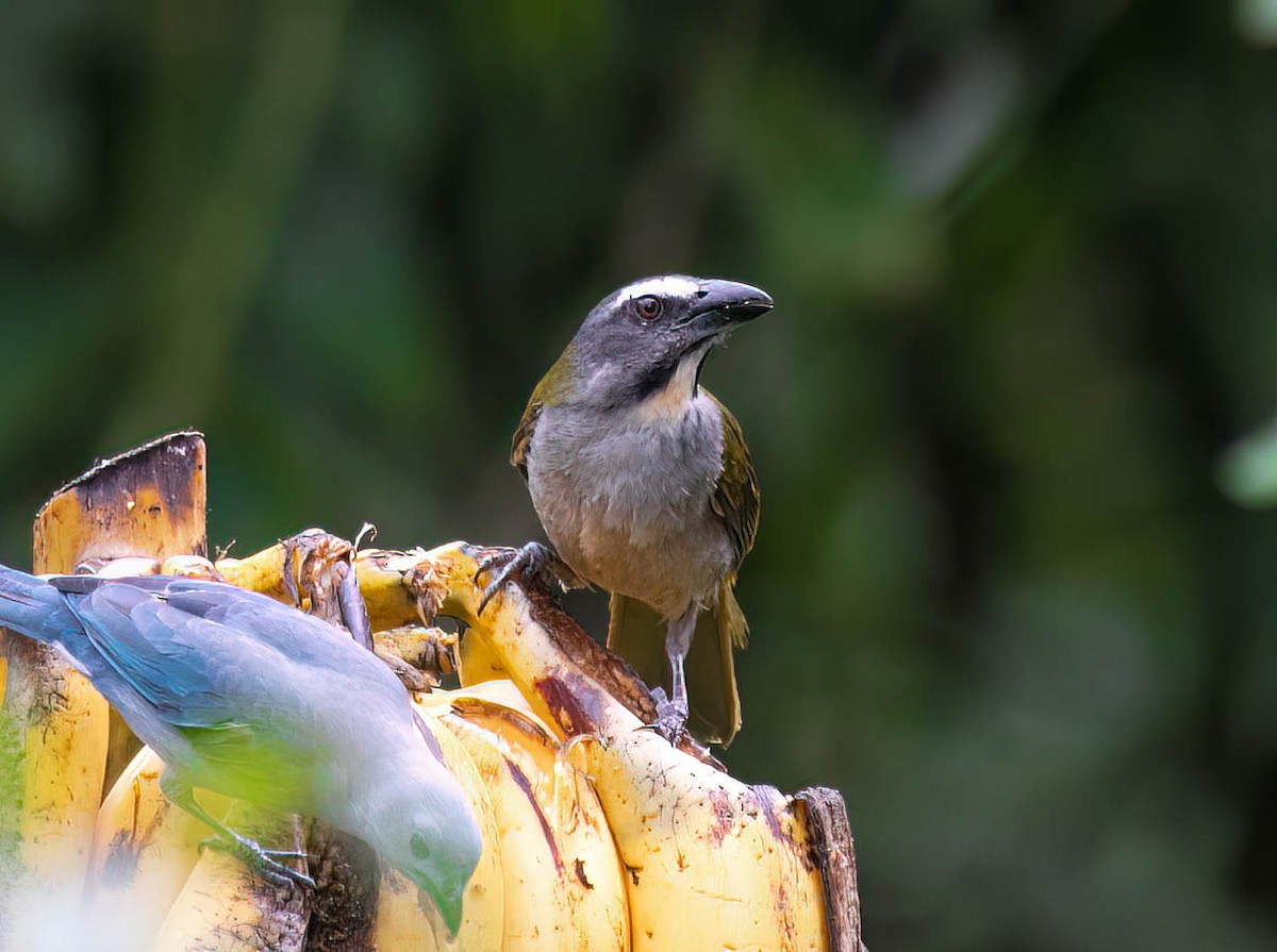 Buff-throated Saltator - ML632873341