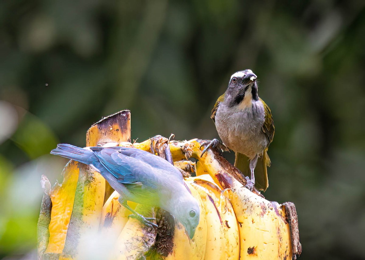 Buff-throated Saltator - ML632873342
