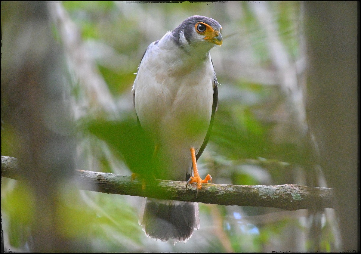 Cryptic Forest-Falcon - ML632873415
