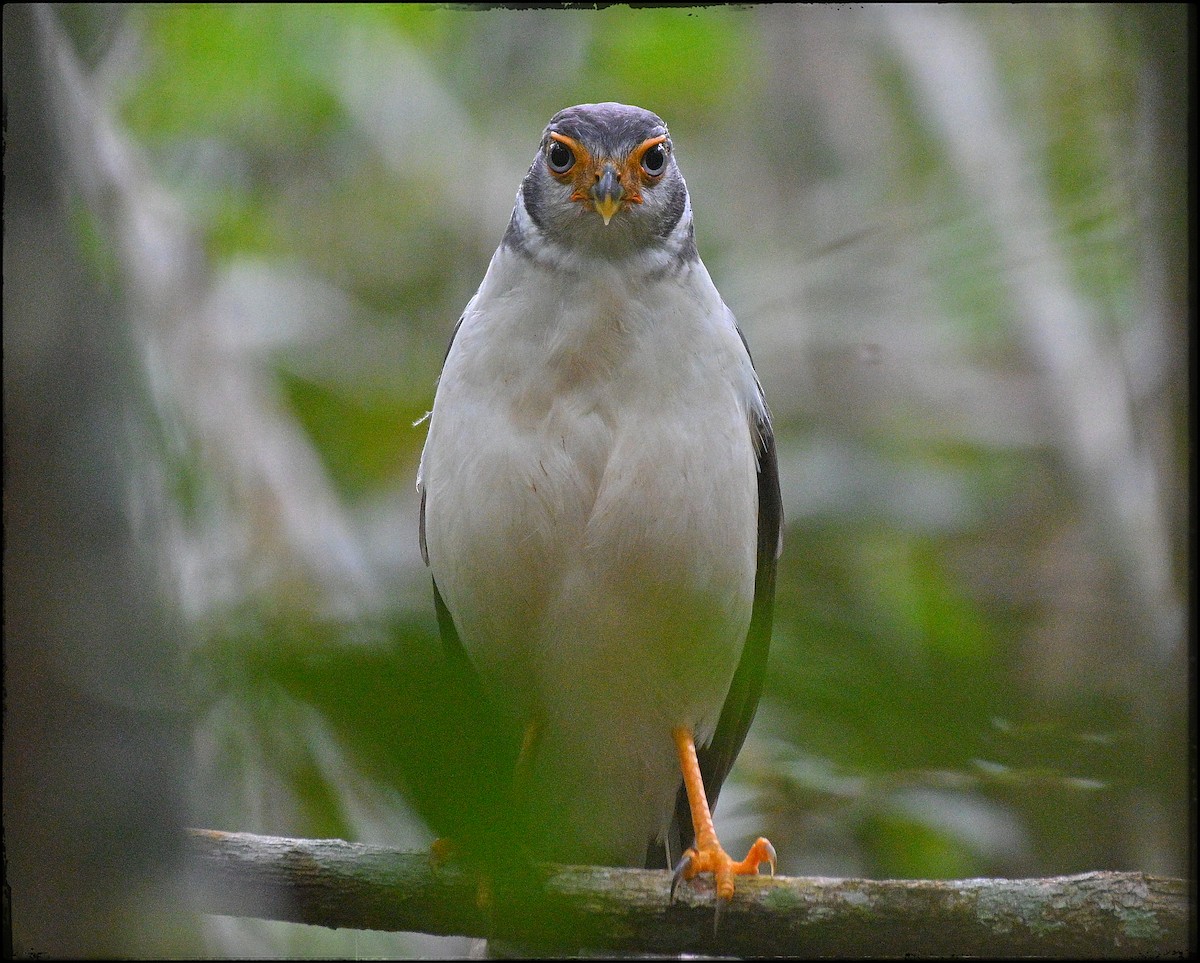 Cryptic Forest-Falcon - ML632873438