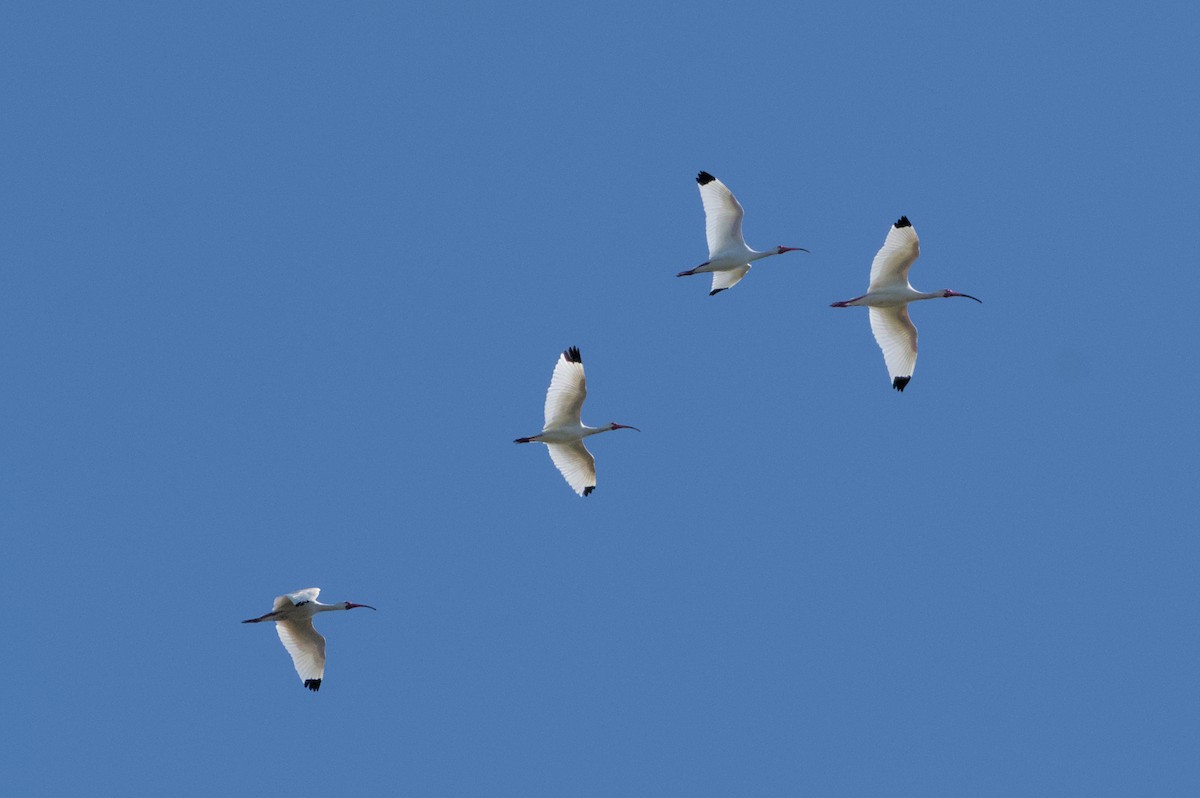 White Ibis - ML632873625