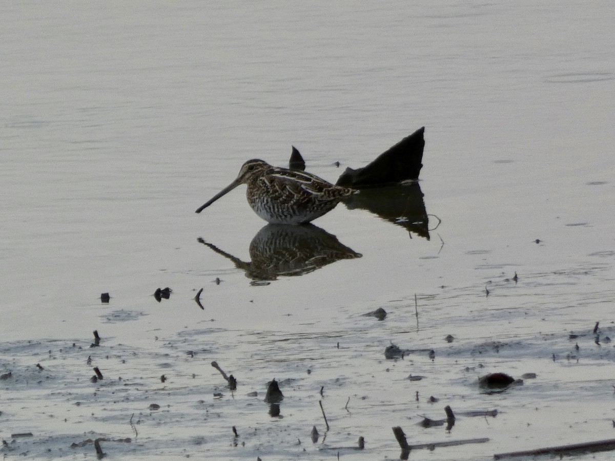 Wilson's Snipe - ML632873641