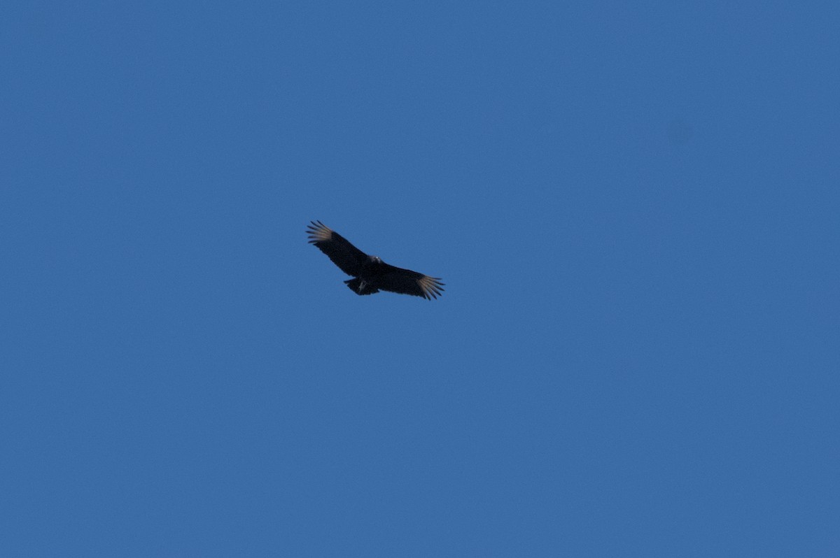 Black Vulture - ML632873654