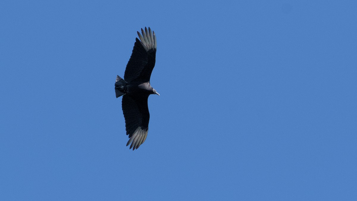 Black Vulture - ML632873655