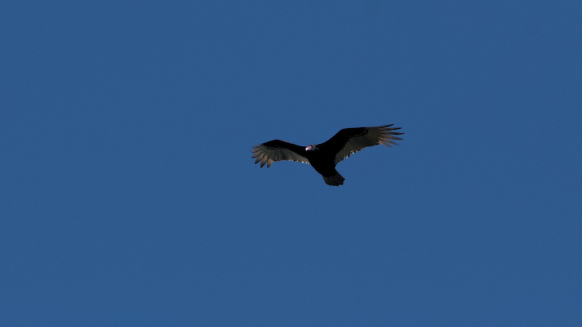 Turkey Vulture - ML632873661