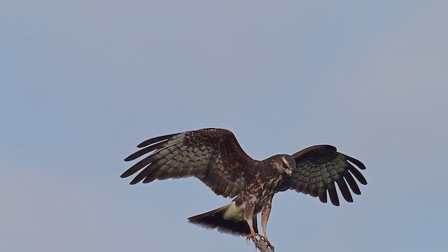 Snail Kite - ML632873672