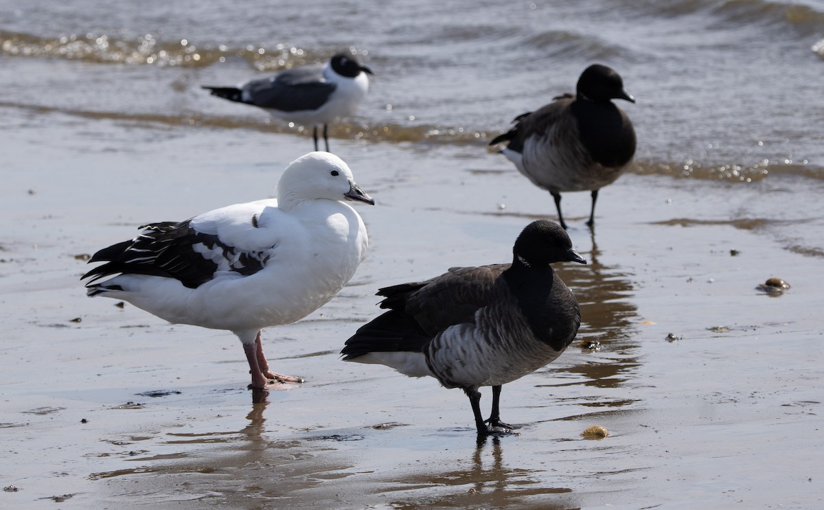 Snow Goose x Brant (hybrid) - ML632873851