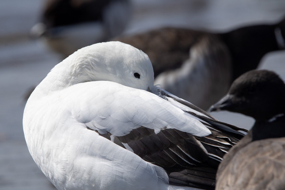 Snow Goose x Brant (hybrid) - ML632873855